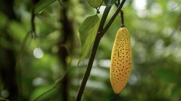 une particulier Jaune fruit pendaison de une mince délicat vigne sur le bord de une dense jungle. le lisse peau de le fruit est orné avec complexe motifs de minuscule marron point photo