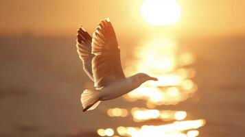 une majestueux mouette se prélasser dans le chaud lueur de le Soleil planant au dessus le brillant océan des eaux photo