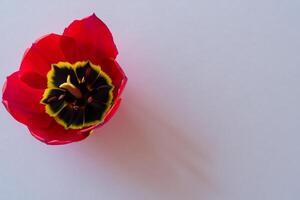 magnifique rouge tulipe beauté sur Vide papier, capturer intemporel élégance et vibrant charme, parfait pour artistique présentations et Créatif projets photo