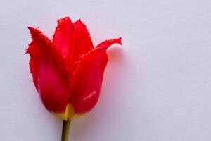 magnifique rouge tulipe beauté sur Vide papier, capturer intemporel élégance et vibrant charme, parfait pour artistique présentations et Créatif projets photo