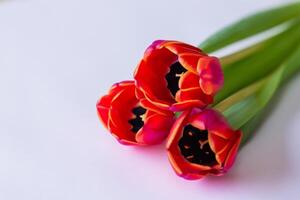 magnifique rouge tulipe beauté sur Vide papier, capturer intemporel élégance et vibrant charme, parfait pour artistique présentations et Créatif projets photo