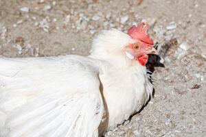 blanc poulet mensonges sur le sable, fermer, droite côté. pour un d la volaille agriculture, agriculture éco ranch bannière, vétérinaire information photo