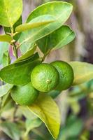 citron vert sur arbre photo
