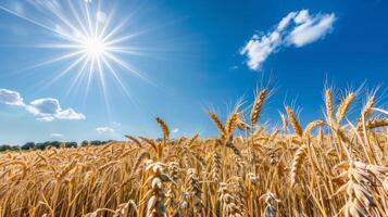 d'or blé champ en dessous de une brillant bleu ciel avec le Soleil brillant. maturité grain tiges dans une clair ensoleillé environnement. concept de agriculture, récolte, agriculture. espace pour texte photo