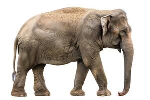 africain l'éléphant isolé sur une blanc Contexte. mignonne l'éléphant permanent seule. concept de faune, animal des portraits, zoologie et préservation photo