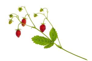 branche de fraise avec des baies rouges mûres et des feuilles vertes photo