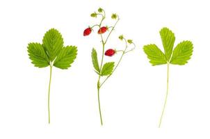 branche de fraise avec des baies rouges mûres et des feuilles vertes photo