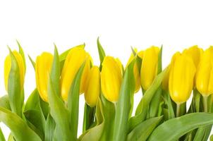 tulipes jaunes isolés sur fond blanc. photo d'atelier.