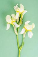 fleur d'iris jaune clair sur fond clair. photo