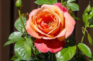 floraison de belles roses de jardin dans le jardin de devant. photo