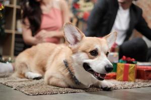 Un chien heureux à la fête est assis devant deux équipes de collègues pour préparer des cadeaux pour la célébration de Noël avant de joyeuses vacances d'entreprise sur le lieu de travail du bureau d'affaires décoré pour le festival du nouvel an. photo