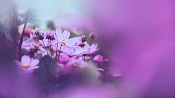 fond nature fleur aster mexicain rose. flou de fleur de fond. fleur de papier peint, espace pour le texte. cosmos de soufre. cosmos rose. photo