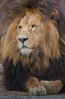 portraitiste de lion photo