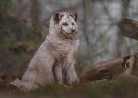 portrait de renard arctique photo