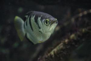 Archerfish bagués en aquarium photo