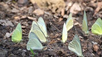 groupe de Jaune papillon réglage sur sol photo