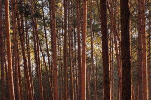 rayons de soleil éclairant le les troncs de pin des arbres à le coucher du soleil ou Aube dans une printemps forêt. photo