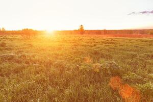 lever du soleil ou le coucher du soleil dans une printemps champ avec vert herbe, lupin choux et des arbres. photo