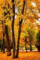 d'or l'automne dans une ville parc avec des arbres et déchue feuilles sur une nuageux journée. photo