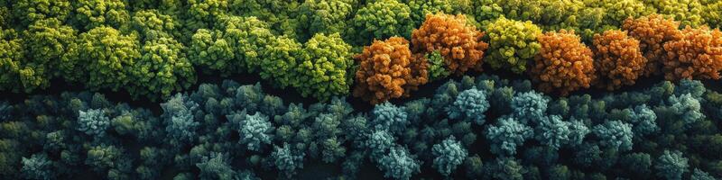 aérien vue de une coloré forêt avec divers des arbres photo