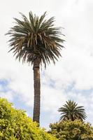 palmiers et ciel bleu avec des nuages, le cap, afrique du sud. photo