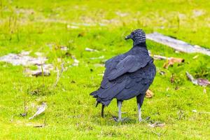 vautour noir tropical sur la mangrove pouso beach ilha grande brésil.