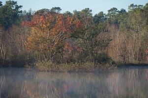 coloré réflexion de des arbres le long de une Lac dans est Texas. photo