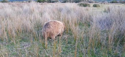 wombat blond à l'état sauvage photo