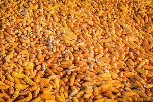 tas de récolte de maïs mûr du champ à vendre industrie, récolte de produits agricoles asiatiques de maïs. photo
