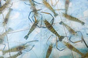 vie de crevettes fraîches sur l'étang, ferme de crevettes à vendre au marché photo