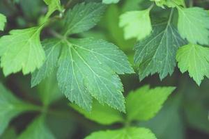 artemisia lactiflora, l'armoise blanche laisse le vert pour la nature des aliments végétaux aux herbes dans le jardin. photo