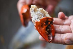 crabe bouilli à portée de main, chair de crabe décortiquée. photo