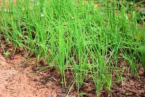 les oignons de printemps poussent sur le terrain, la feuille verte de la plantation d'oignons dans l'agriculture du potager. photo