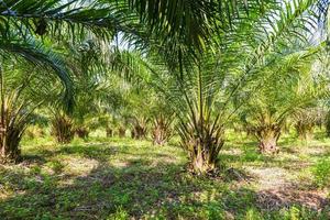 arbre tropical plante palmier champs nature ferme agricole plantation de palmiers, huile de palme des cultures en vert photo