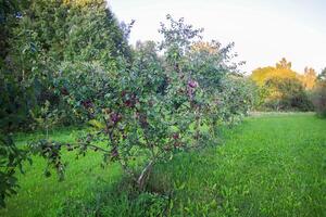 mûr biologique Frais prune des fruits sur arbre branches dans été jardin photo