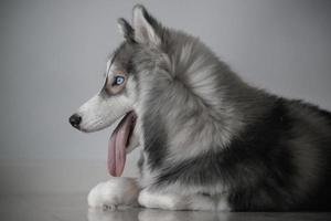 le chien husky sibérien a l'air mignon photo