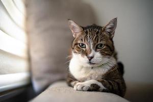 chat adulte assis sur un siège et ayant l'air calme photo