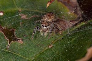 petite araignée sauteuse photo