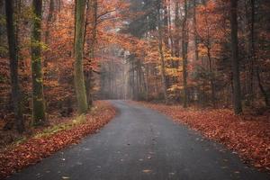 route d'automne, slovénie photo