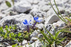 Paire de gentianes à feuilles courtes s'épanouissant entre les rochers blancs dans les hautes montagnes photo