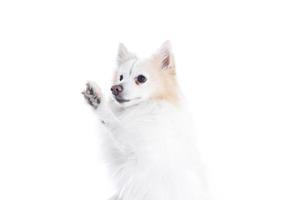 portrait isolé d'un spitz allemand assis qui donne la patte photo