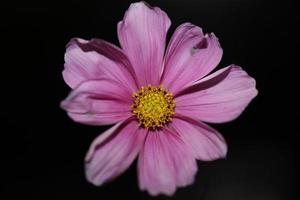 fleur pourpre fleur fermer fond botanique cosmos bipinnatus famille compositae grande taille impressions de haute qualité photo