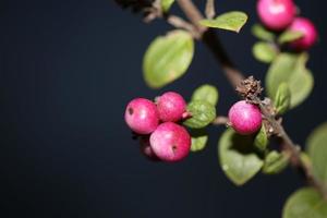 Fleur sauvage fruit close up fond botanique symphoricarpos orbiculatus famille caprifoliaceae grande taille impression de haute qualité photo