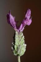 L'éclosion des fleurs close up lavandula stoechas famille lamiaceae haute qualité grande taille des impressions botaniques photo