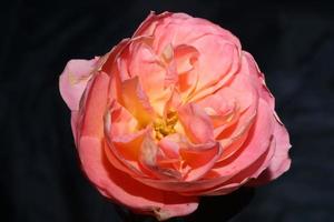 fleur rose en fleurs gros plan arrière-plan rose impressions de grande taille de haute qualité