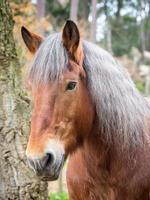 portrait vertical de visage de cheval rouge, crinière argentée photo