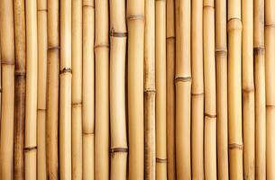 bambou les troncs Contexte photo