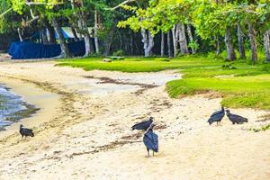 vautours noirs tropicaux sur la mangrove pouso beach ilha grande brésil.