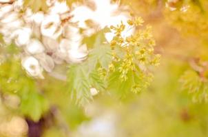 branche de décoration de printemps avec des perles d'argent et des fleurs jaunes, la texture de l'arrière-plan, la lumière, le mariage, Noël. bokeh, défocalisé, estompé photo