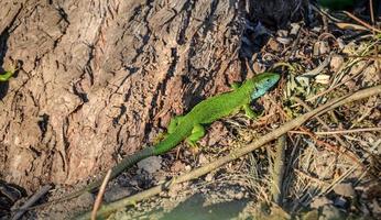 lézard gecko méditerranéen vert et bleu repéré sur un sol brun près du tronc d'arbre photo